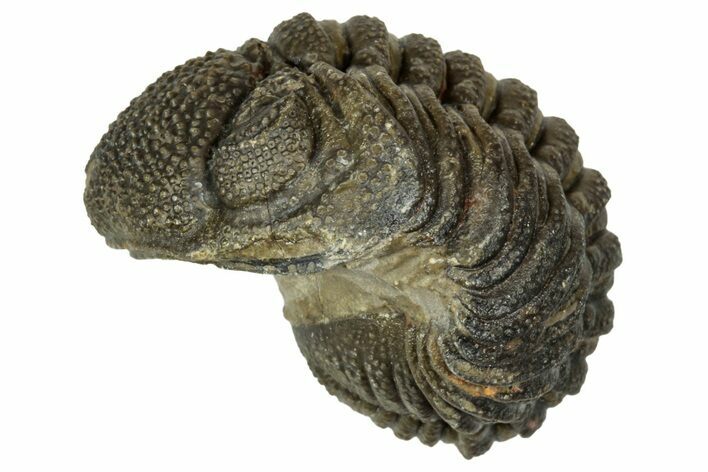 Wide, Enrolled Morocops Trilobite - Morocco #347237